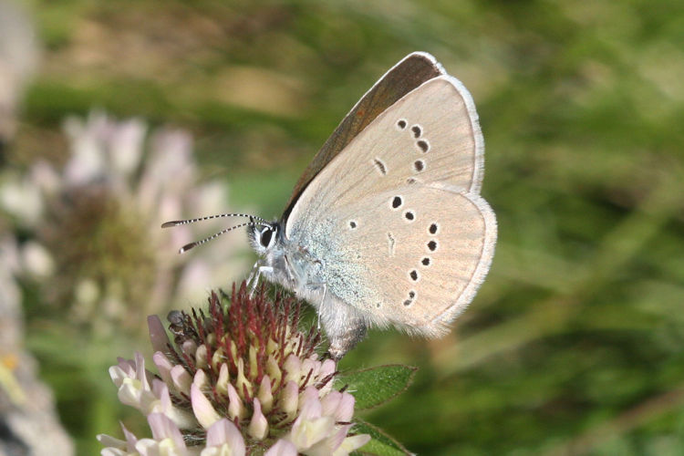 Cyaniris semiargus: Bild 27