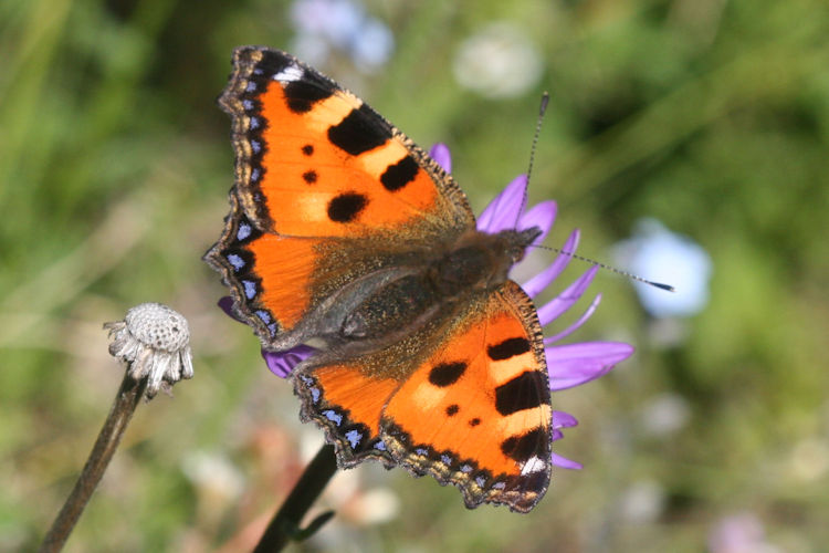 Aglais urticae: Bild 1