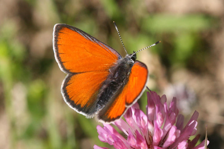 Lycaena hippothoe eurydame: Bild 3