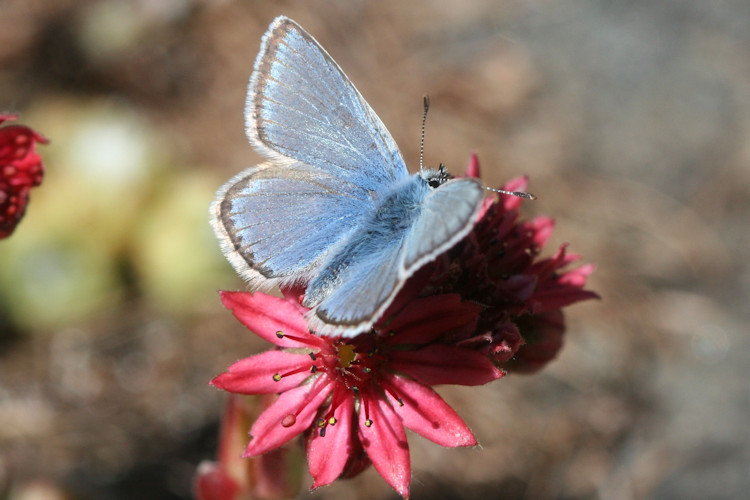 Polyommatus eros: Bild 1