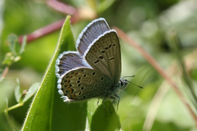 Plebejus idas: Bild 16