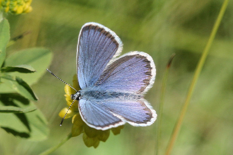 Plebejus idas: Bild 3