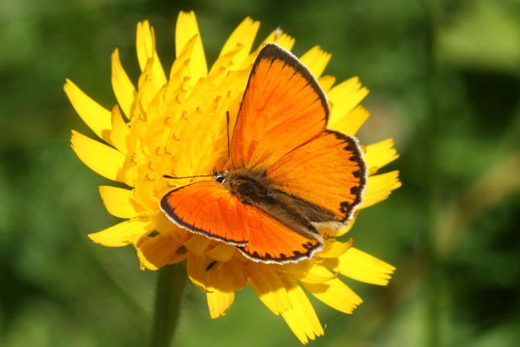 Lycaena virgaureae: Bild 6