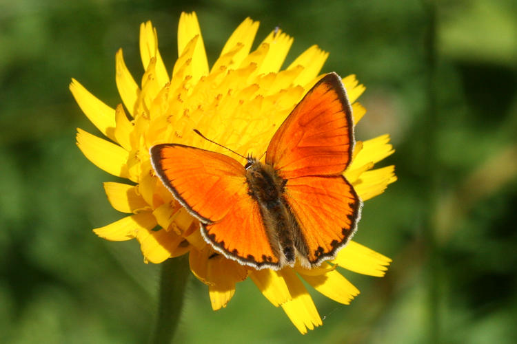 Lycaena virgaureae: Bild 2