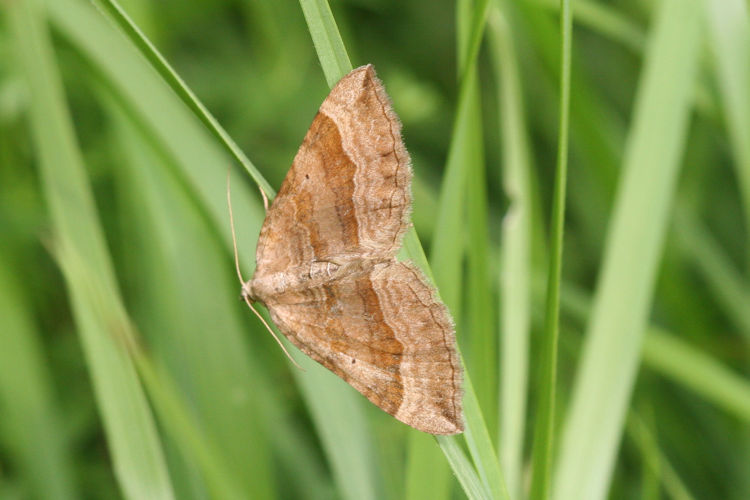 Scotopteryx chenopodiata: Bild 10