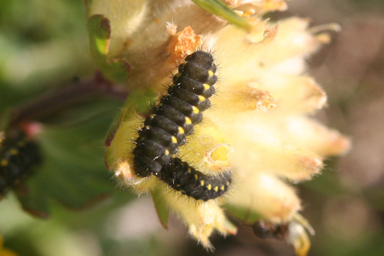 Zygaena exulans: Bild 2