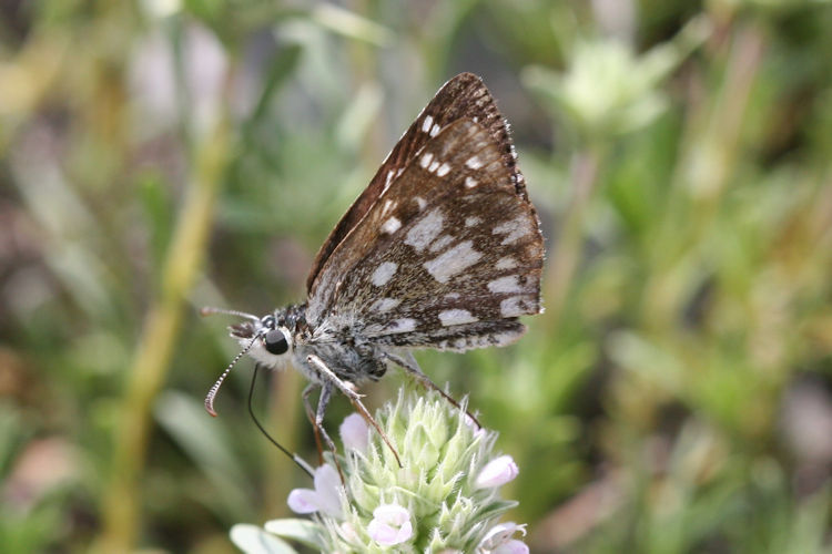 Pyrgus serratulae: Bild 19