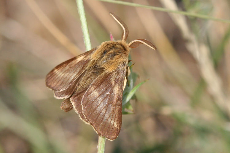 Malacosoma franconica: Bild 1