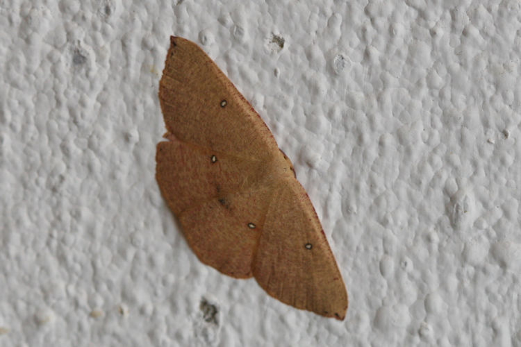 Cyclophora puppillaria: Bild 19