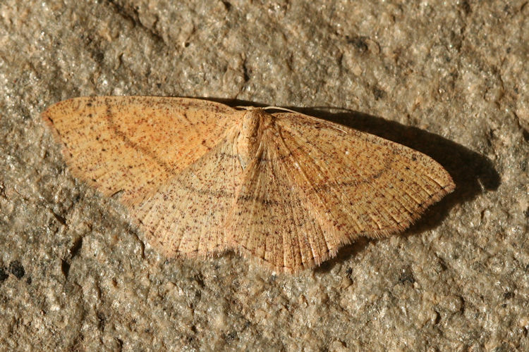 Cyclophora suppunctaria: Bild 3