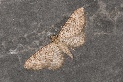 Eupithecia cuculliaria: Bild 4