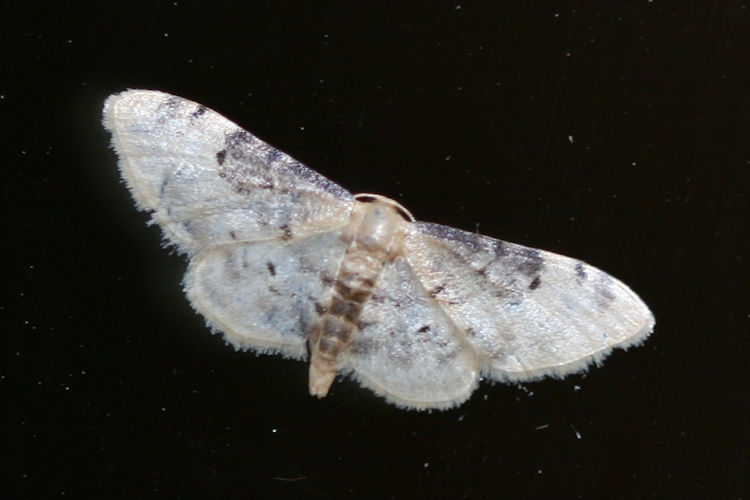 Idaea filicata: Bild 4