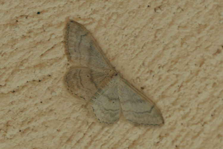 Idaea degeneraria: Bild 10