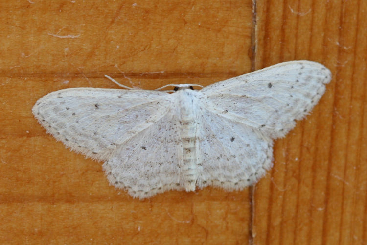 Idaea seriata: Bild 14