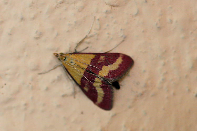 Pyrausta virginalis: Bild 1