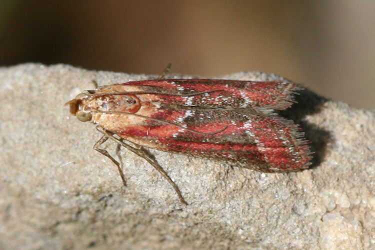 Ancylosis cinnamomella: Bild 2