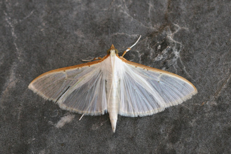 Palpita vitrealis: Bild 1