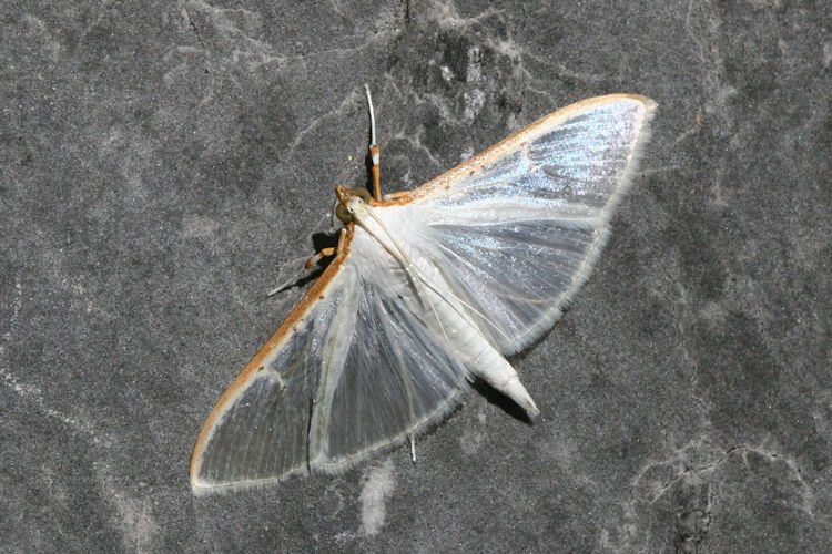 Palpita vitrealis: Bild 2