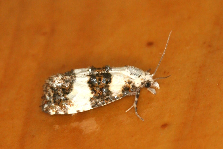 Phtheochroa duponchelana: Bild 1