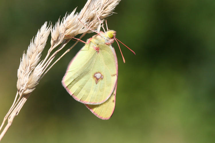 Colias caucasica balcanica: Bild 9