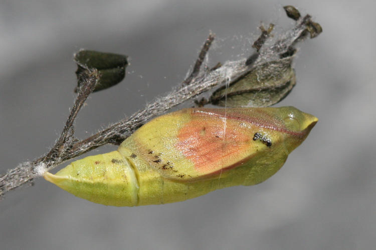 Colias caucasica balcanica: Bild 1