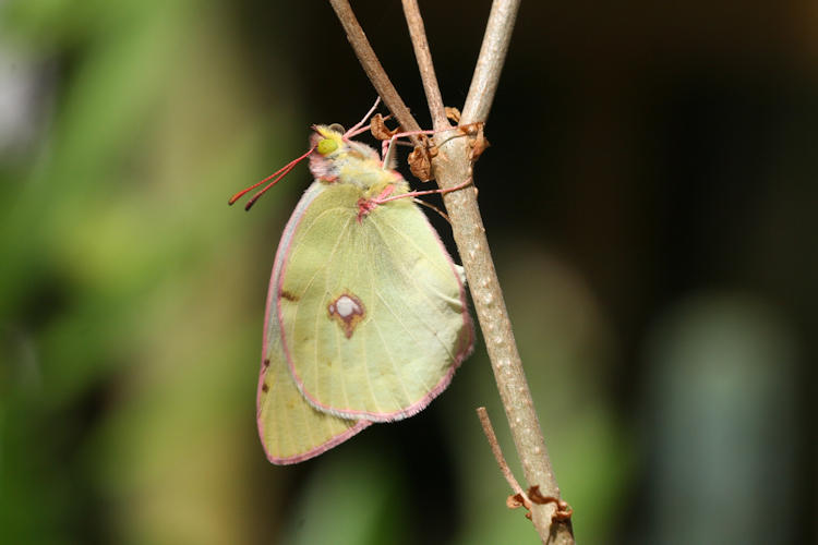 Colias caucasica balcanica: Bild 10