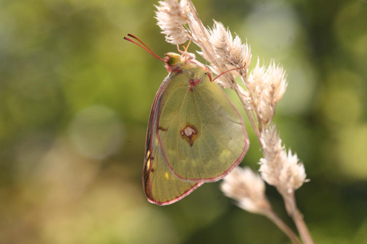 Colias caucasica balcanica: Bild 12