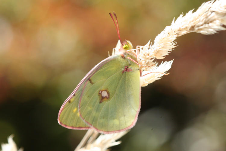 Colias caucasica balcanica: Bild 13