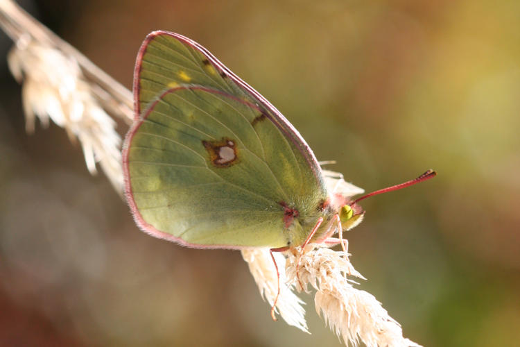 Colias caucasica balcanica: Bild 14