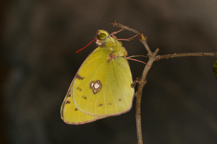 Colias caucasica balcanica: Bild 6