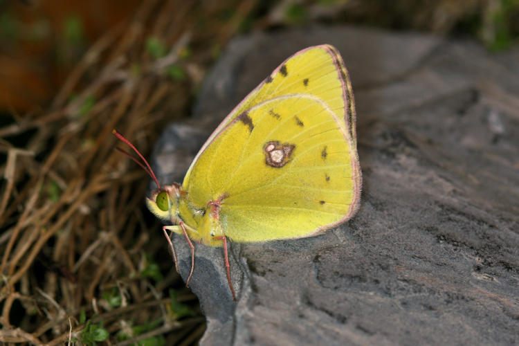 Colias caucasica balcanica: Bild 7