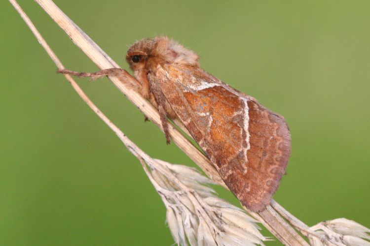 Triodia sylvina: Bild 5