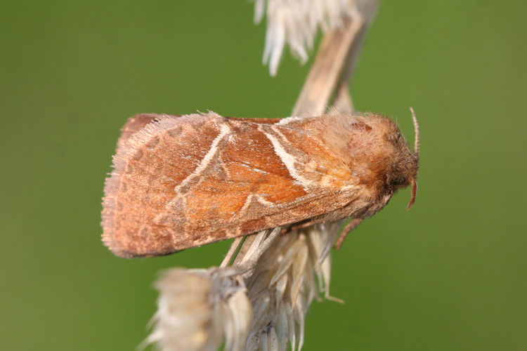 Triodia sylvina: Bild 7