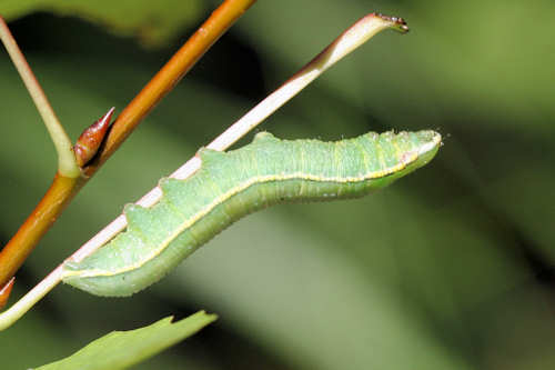 Pterostoma palpina: Bild 1