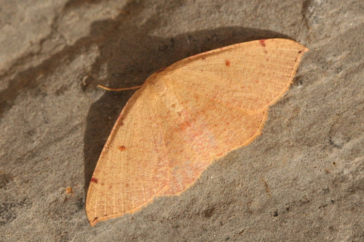 Cyclophora puppillaria: Bild 20