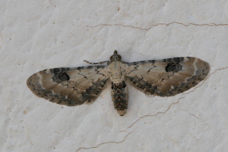 Eupithecia centaureata: Bild 3