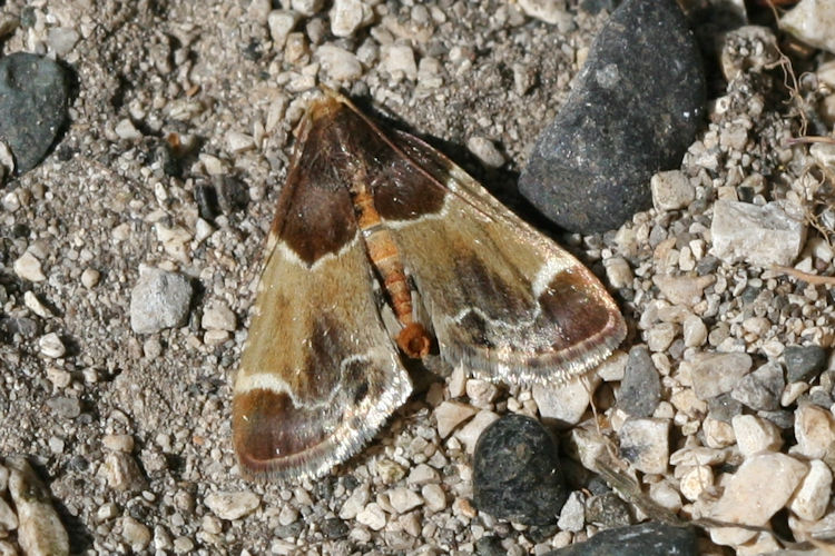 Pyralis farinalis: Bild 2