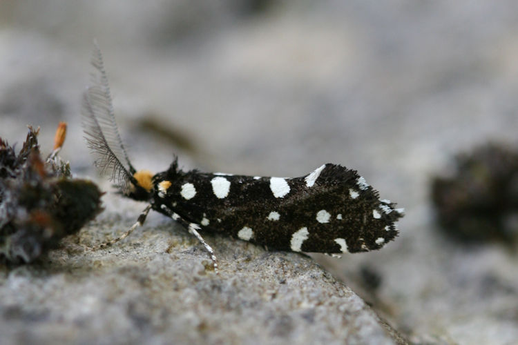 Euplocamus anthracinalis: Bild 1