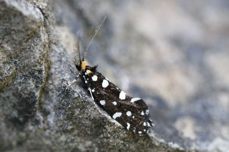 Euplocamus anthracinalis: Bild 2