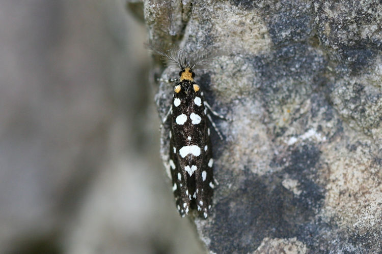 Euplocamus anthracinalis: Bild 3