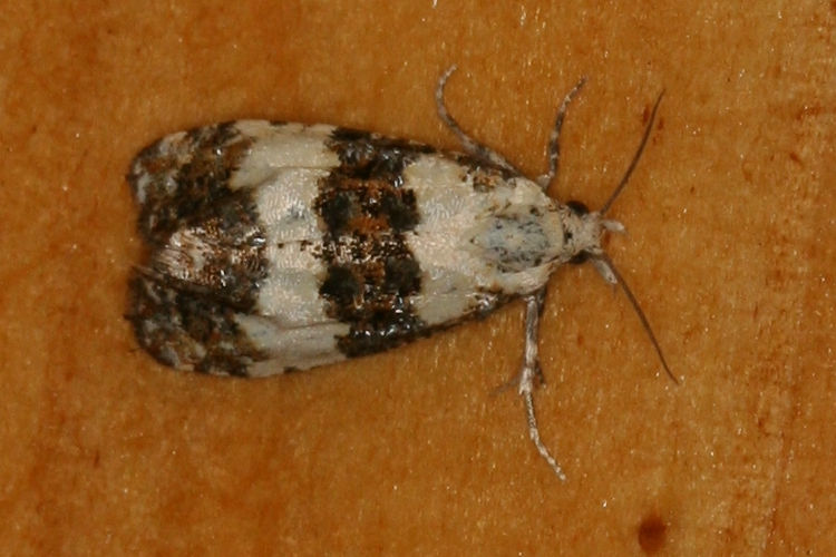 Phtheochroa duponchelana: Bild 2