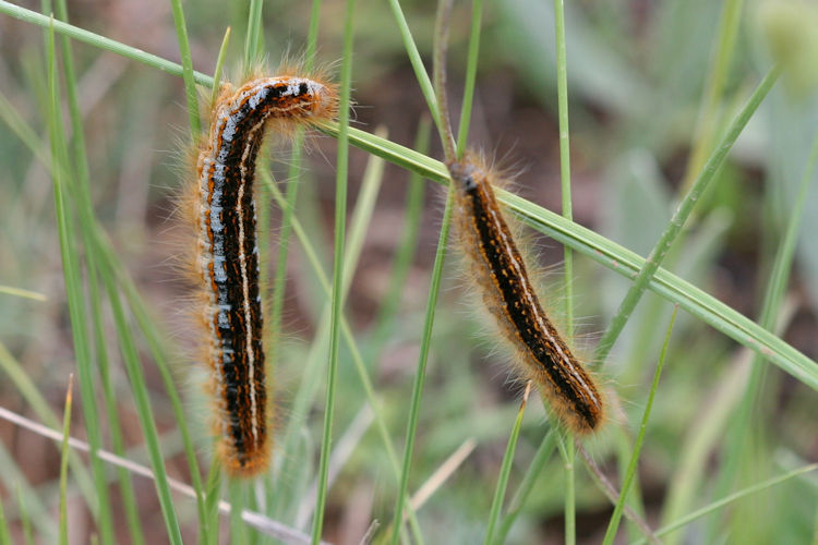 Malacosoma franconica: Bild 3