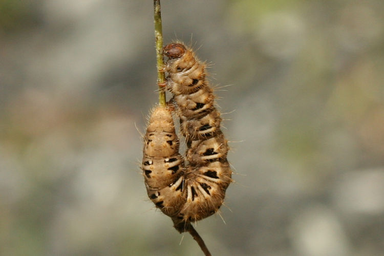 Lemonia strigata: Bild 2