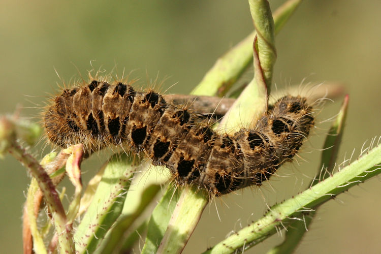 Lemonia strigata: Bild 5