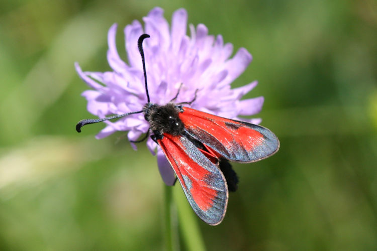 Zygaena punctum: Bild 1