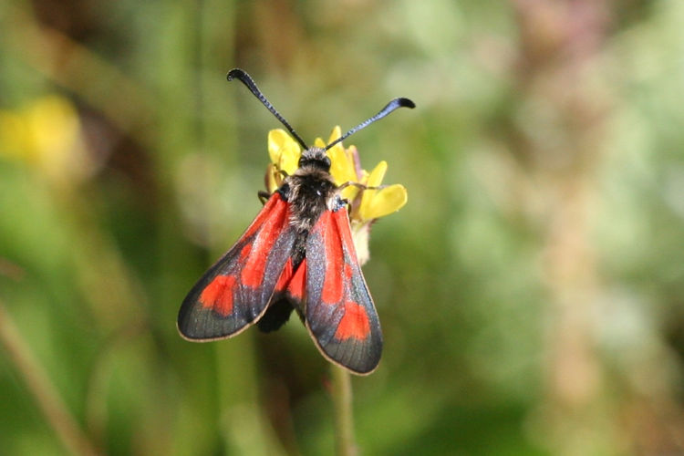 Zygaena punctum: Bild 2