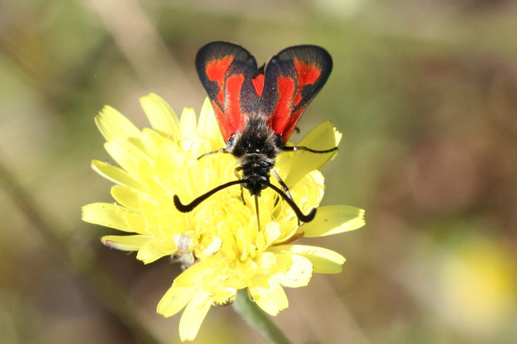 Zygaena punctum: Bild 3