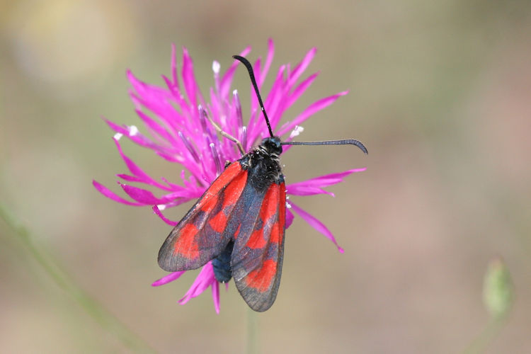 Zygaena loti: Bild 2