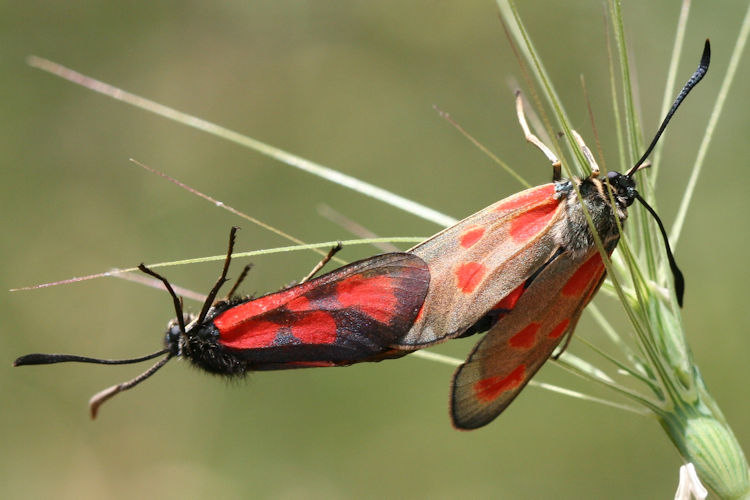 Zygaena loti: Bild 11