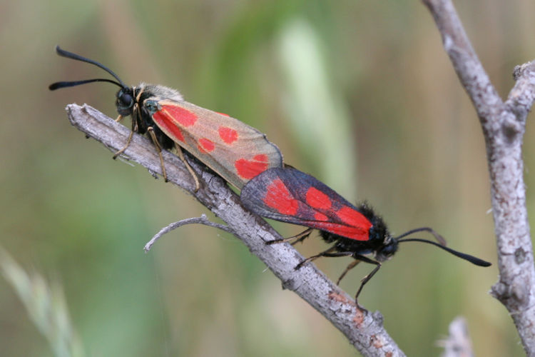 Zygaena loti: Bild 13